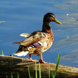 Gode råd til at løse krydsord hurtigere og sjovere
