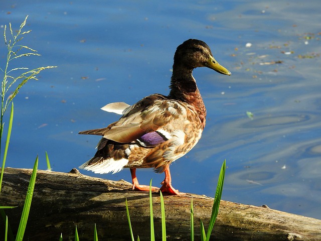 Gode råd til at løse krydsord hurtigere og sjovere