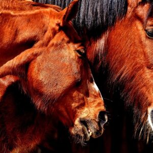 Spåner som strøelse: Den nemme og billige løsning til din hestestald