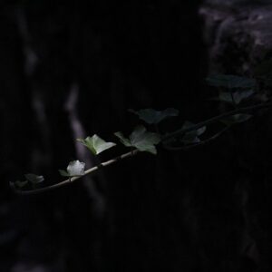 Vedbend - naturens grønne klatreplante med en lang historie